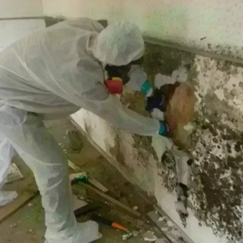 Mold Remediation and Removal in Fern Acres, HI